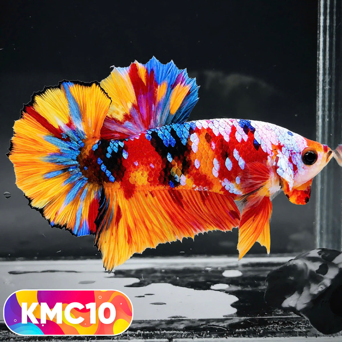 Multicolor Yellow Base Plakat Male Betta Fish | Order Directly From Farm |  You Pick Fish
