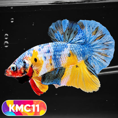 Multicolor Yellow Base Plakat Male Betta Fish | Order Directly From Farm |  You Pick Fish