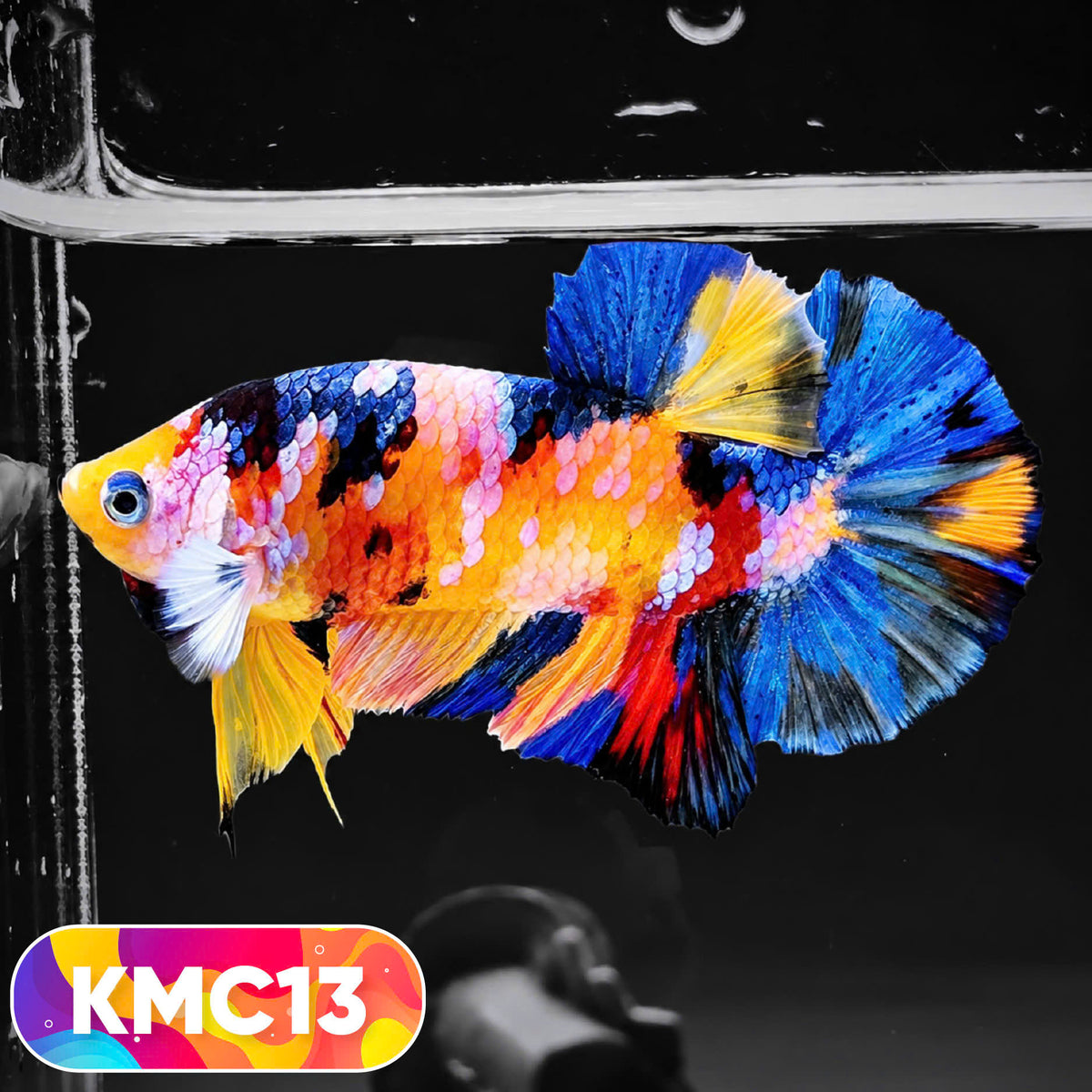 Multicolor Yellow Base Plakat Male Betta Fish | Order Directly From Farm |  You Pick Fish