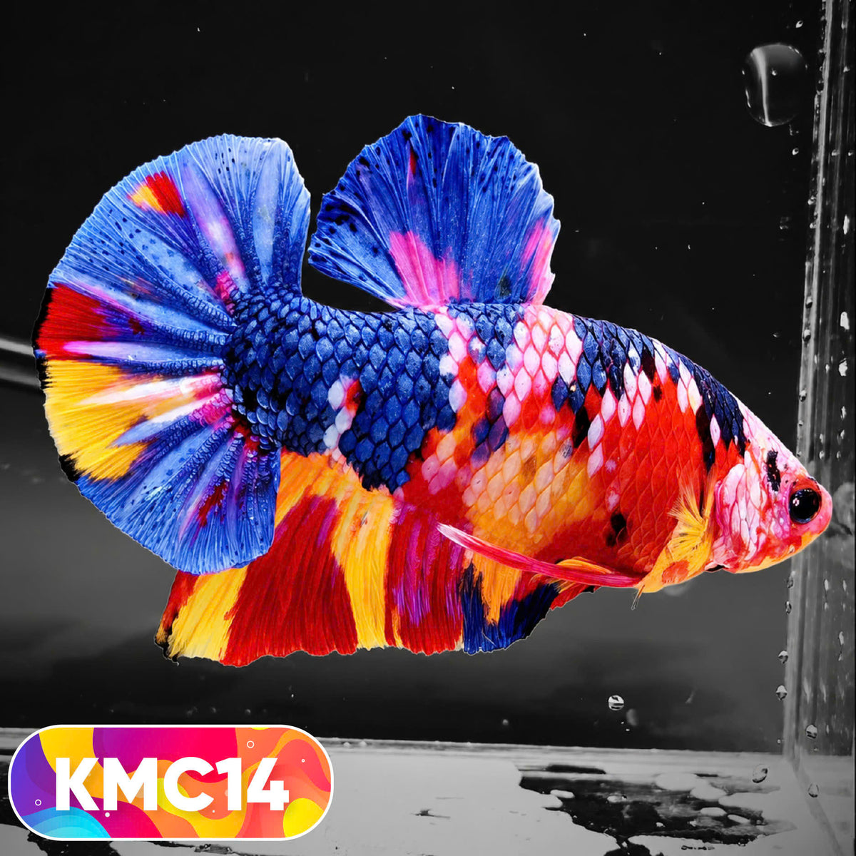 Multicolor Yellow Base Plakat Male Betta Fish | Order Directly From Farm |  You Pick Fish