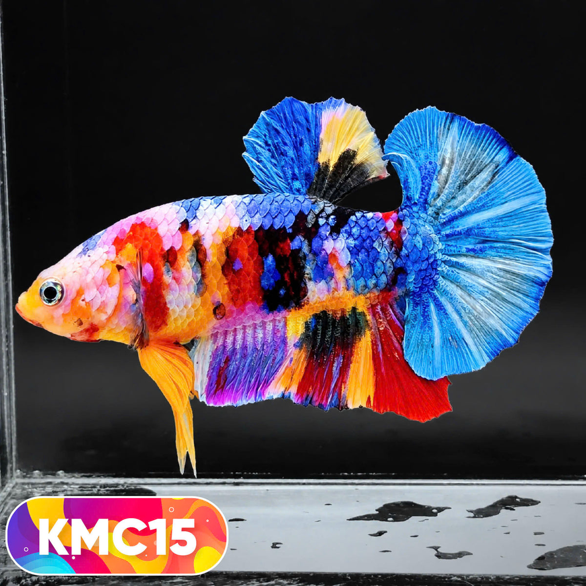 Multicolor Yellow Base Plakat Male Betta Fish | Order Directly From Farm |  You Pick Fish