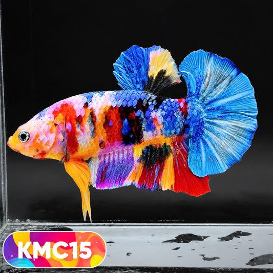 Multicolor Yellow Base Plakat Male Betta Fish | Order Directly From Farm |  You Pick Fish