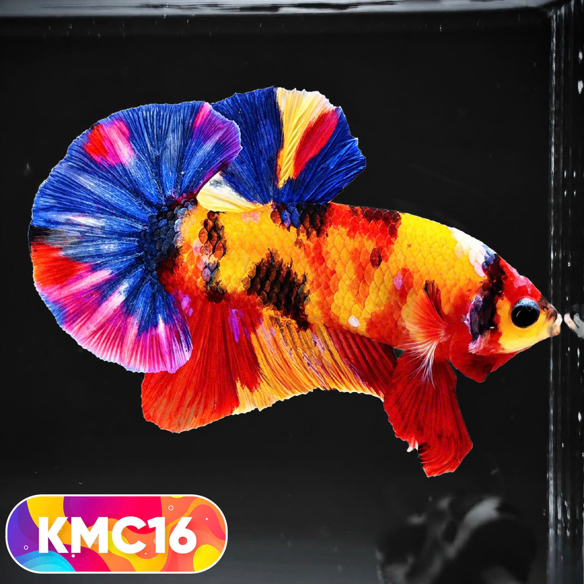 Multicolor Yellow Base Plakat Male Betta Fish | Order Directly From Farm |  You Pick Fish