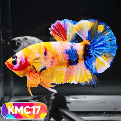 Multicolor Yellow Base Plakat Male Betta Fish | Order Directly From Farm |  You Pick Fish