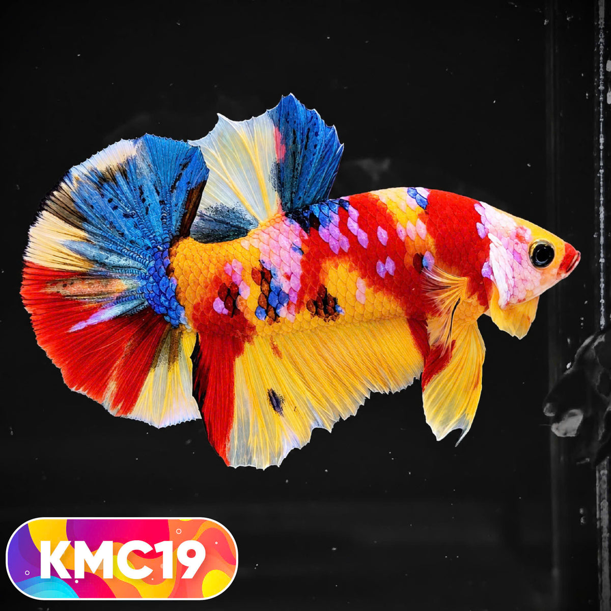 Multicolor Yellow Base Plakat Male Betta Fish | Order Directly From Farm |  You Pick Fish