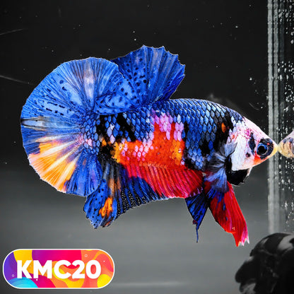Multicolor Yellow Base Plakat Male Betta Fish | Order Directly From Farm |  You Pick Fish