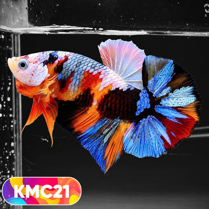 Multicolor Yellow Base Plakat Male Betta Fish | Order Directly From Farm |  You Pick Fish