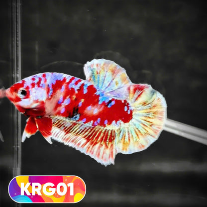 Koi Red Gold Galaxy Plakat Male Betta Fish | You Pick Fish