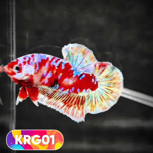 Koi Red Gold Galaxy Plakat Male Betta Fish | You Pick Fish