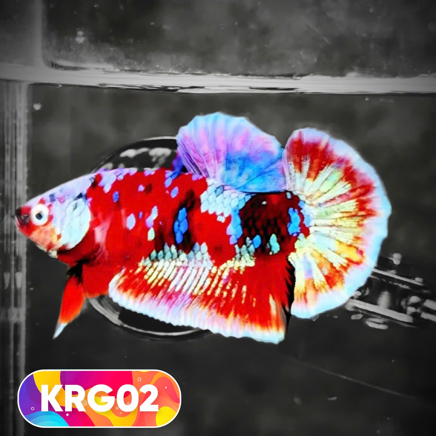 Koi Red Gold Galaxy Plakat Male Betta Fish | You Pick Fish