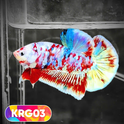 Koi Red Gold Galaxy Plakat Male Betta Fish | You Pick Fish