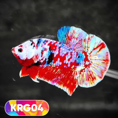 Koi Red Gold Galaxy Plakat Male Betta Fish | You Pick Fish