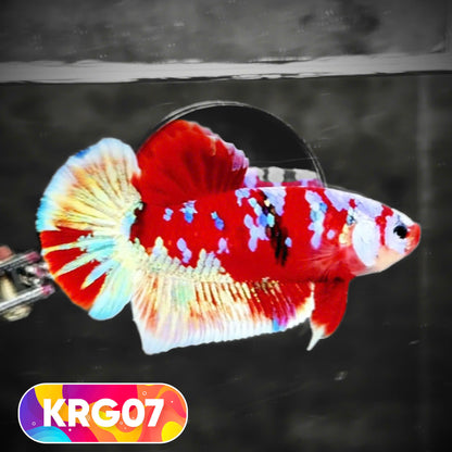 Koi Red Gold Galaxy Plakat Male Betta Fish | You Pick Fish