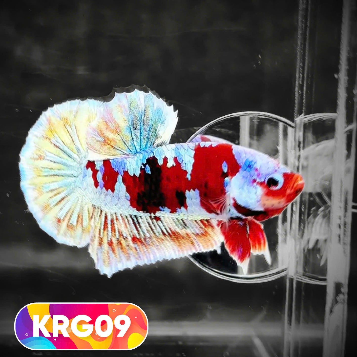 Koi Red Gold Galaxy Plakat Male Betta Fish | You Pick Fish