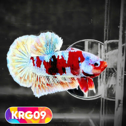 Koi Red Gold Galaxy Plakat Male Betta Fish | You Pick Fish