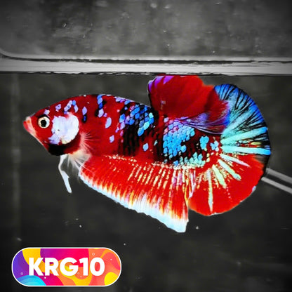 Koi Red Gold Galaxy Plakat Male Betta Fish | You Pick Fish