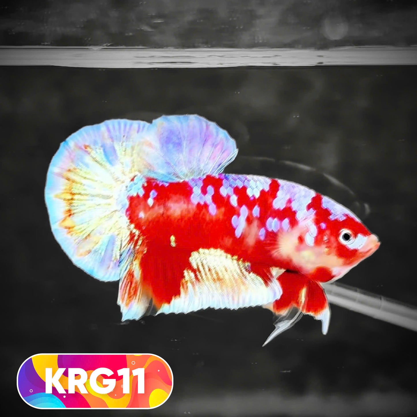 Koi Red Gold Galaxy Plakat Male Betta Fish | You Pick Fish