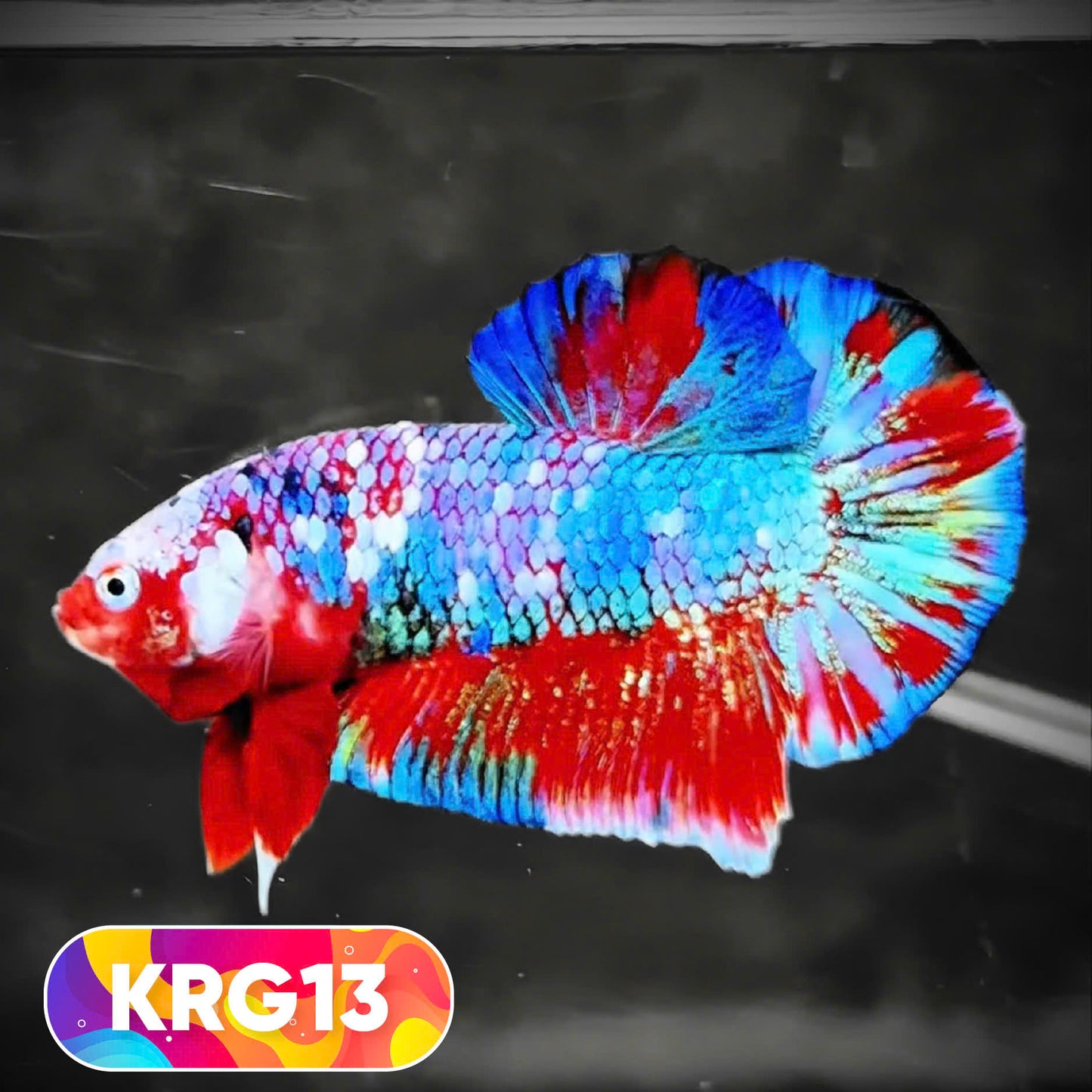 Koi Red Gold Galaxy Plakat Male Betta Fish | You Pick Fish