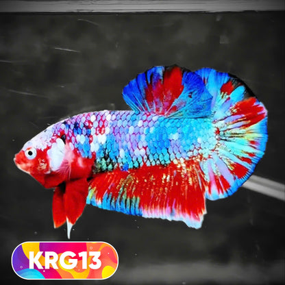 Koi Red Gold Galaxy Plakat Male Betta Fish | You Pick Fish