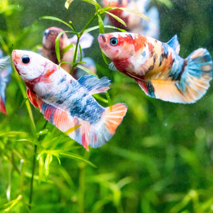 Female Betta Fish Koi Nemo Galaxy Plakat