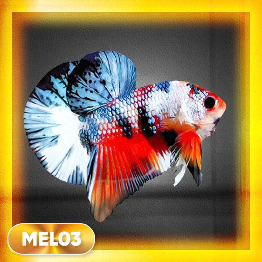 Metallic Plakat Betta Fish | You Pick Betta | Exotic Fish