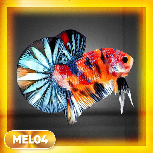Metallic Plakat Betta Fish | You Pick Betta | Exotic Fish