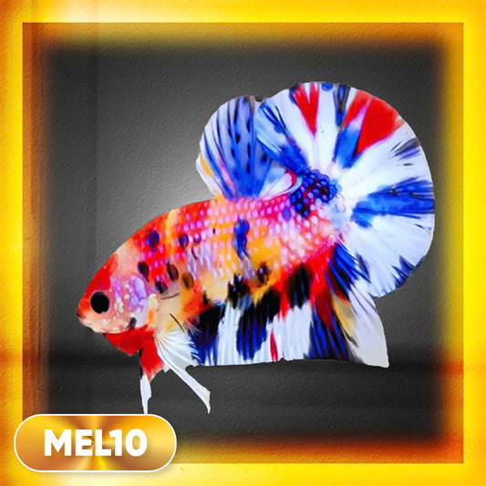 Metallic Plakat Betta Fish | You Pick Betta | Exotic Fish