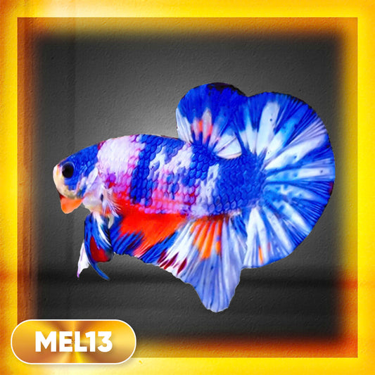 Metallic Plakat Betta Fish | You Pick Betta | Exotic Fish