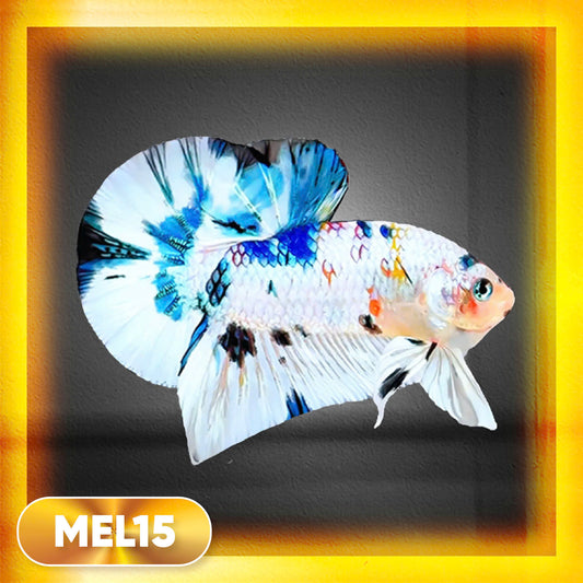 Metallic Plakat Betta Fish | You Pick Betta | Exotic Fish