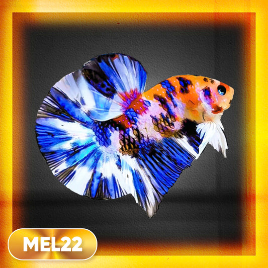 Metallic Plakat Betta Fish | You Pick Betta | Exotic Fish
