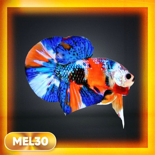 Metallic Plakat Betta Fish | You Pick Betta | Exotic Fish