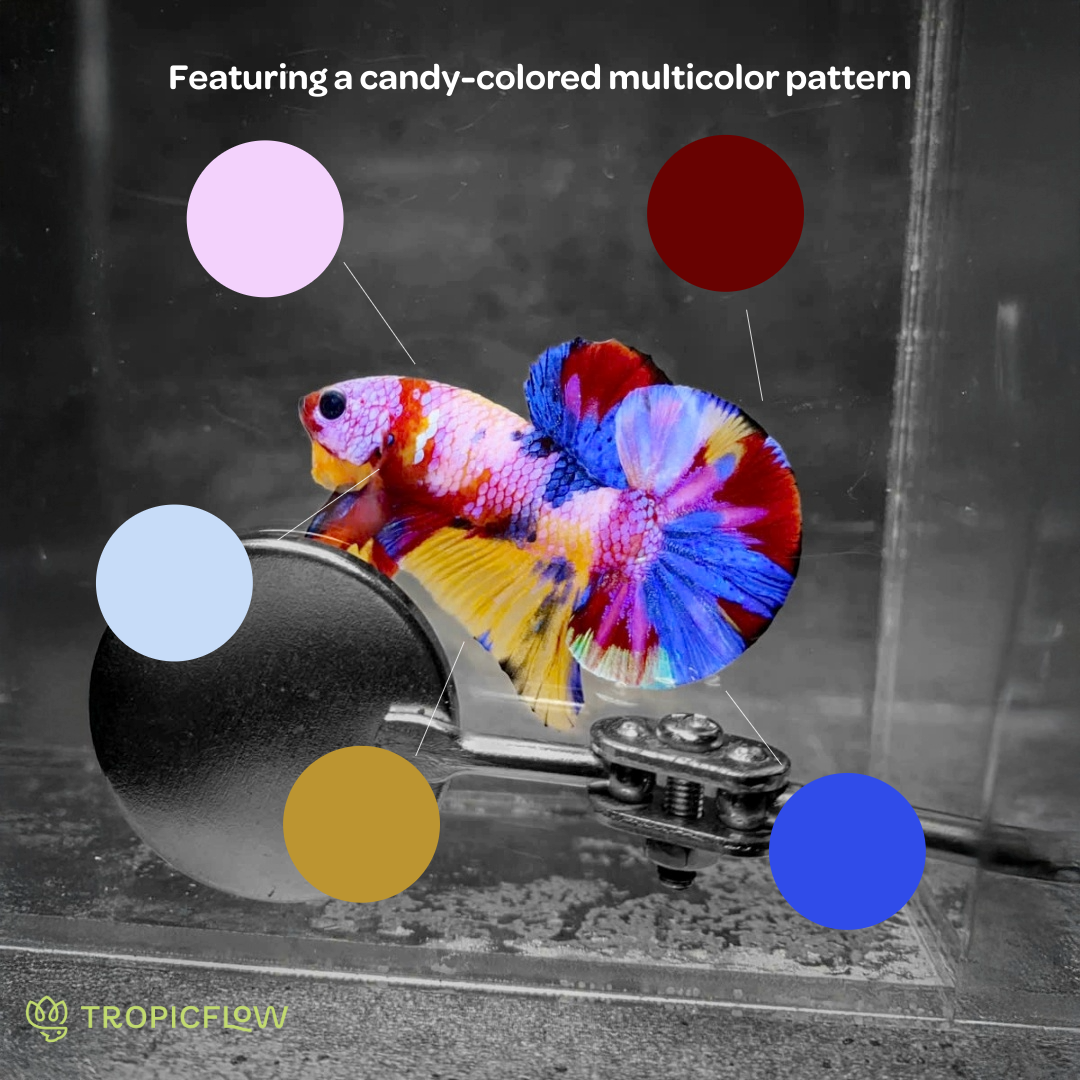 Koi Multicolor Candy Plakat Male Betta Fish