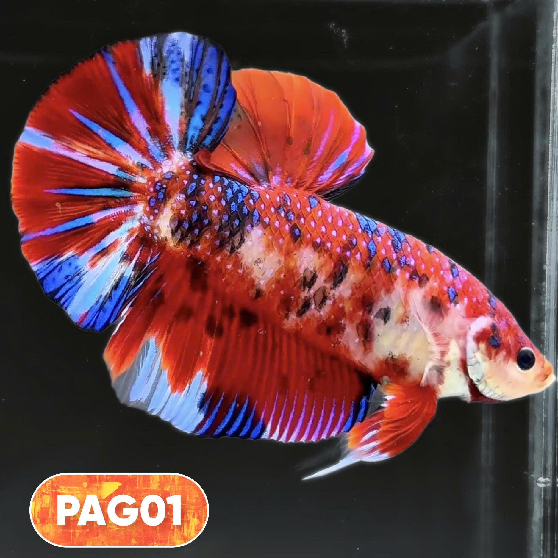 King Giant Plakat Male Betta Fish | You Pick Fish | High Grade