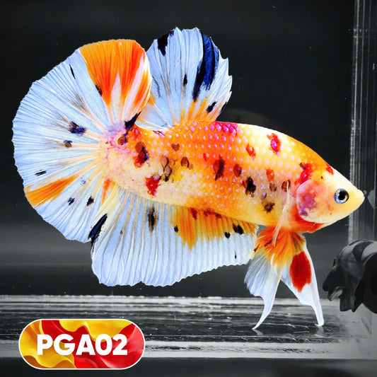 King Giant Plakat Male Betta Fish | You Pick Fish | High Grade