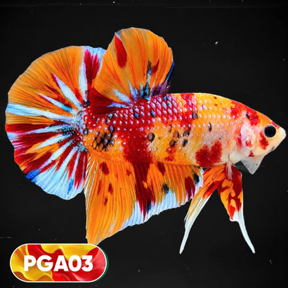 King Giant Plakat Male Betta Fish | You Pick Fish | High Grade