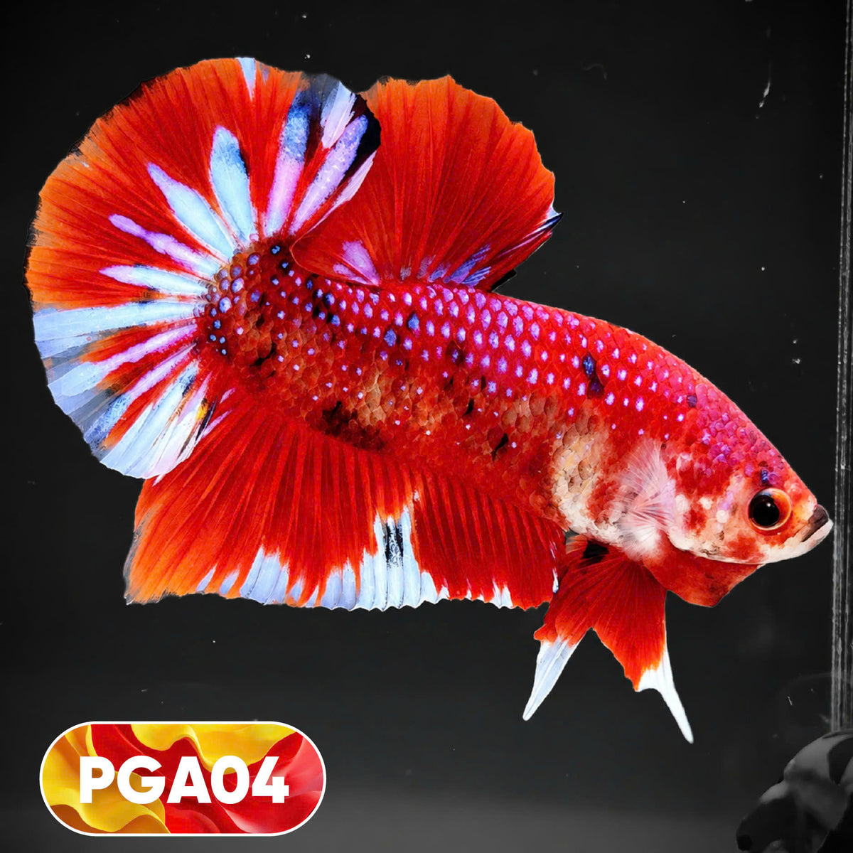 King Giant Plakat Male Betta Fish | You Pick Fish | High Grade