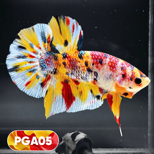 King Giant Plakat Male Betta Fish | You Pick Fish | High Grade