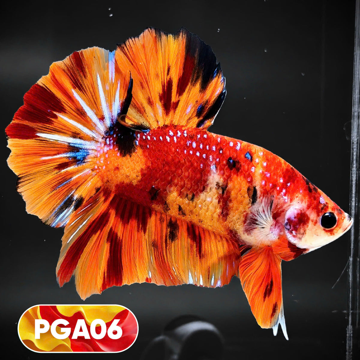 King Giant Plakat Male Betta Fish | You Pick Fish | High Grade