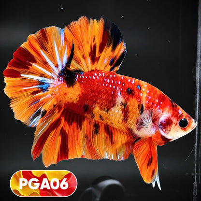 King Giant Plakat Male Betta Fish | You Pick Fish | High Grade