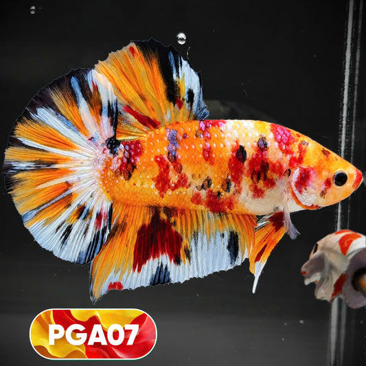 King Giant Plakat Male Betta Fish | You Pick Fish | High Grade