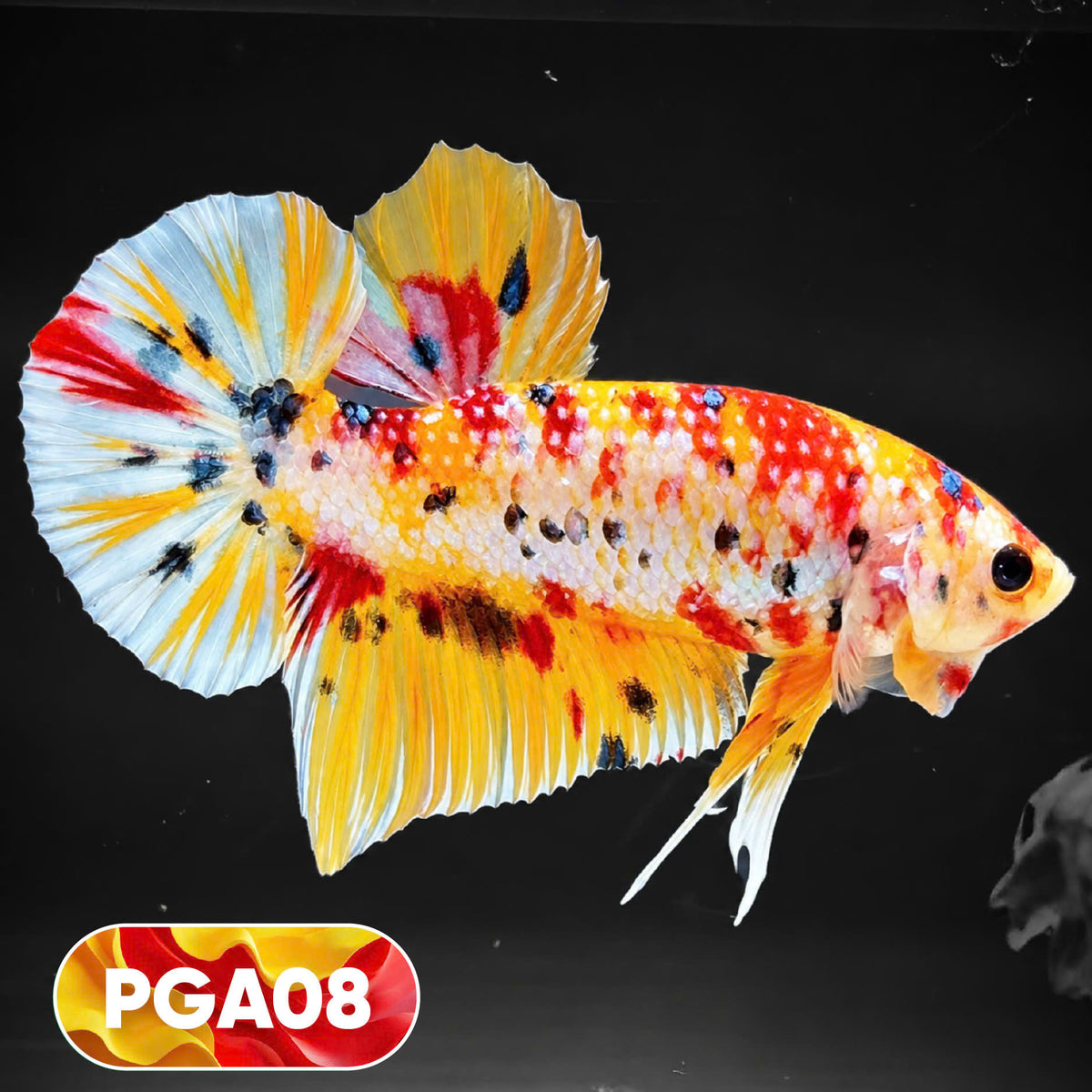 King Giant Plakat Male Betta Fish | You Pick Fish | High Grade