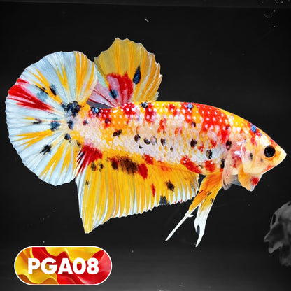 King Giant Plakat Male Betta Fish | You Pick Fish | High Grade