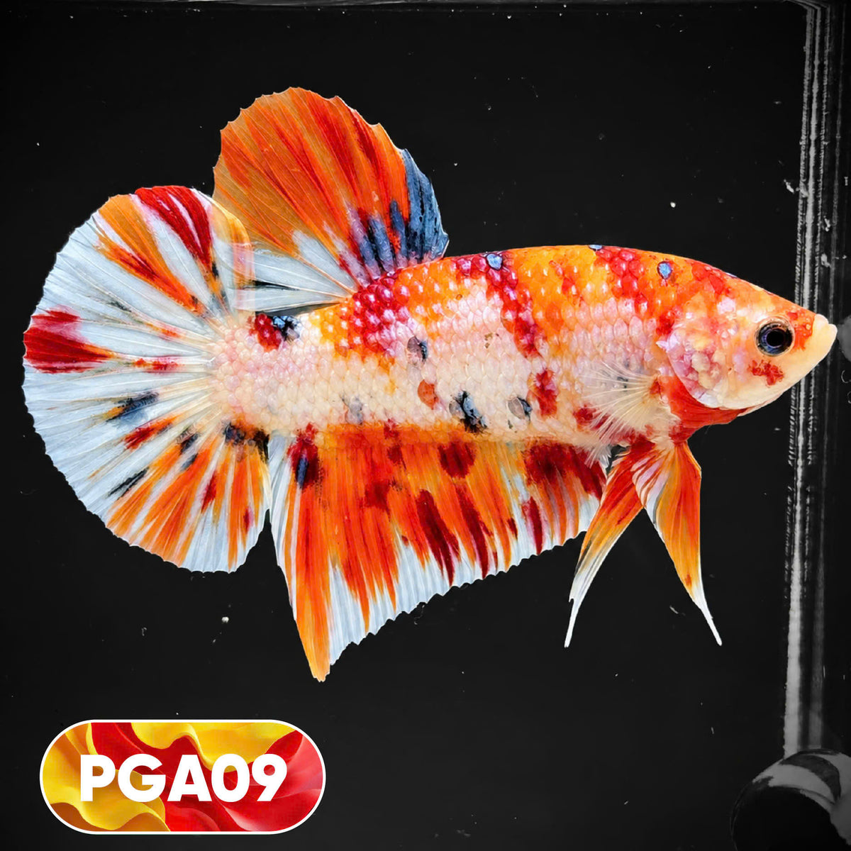 King Giant Plakat Male Betta Fish | You Pick Fish | High Grade