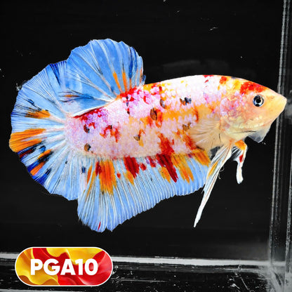 King Giant Plakat Male Betta Fish | You Pick Fish | High Grade