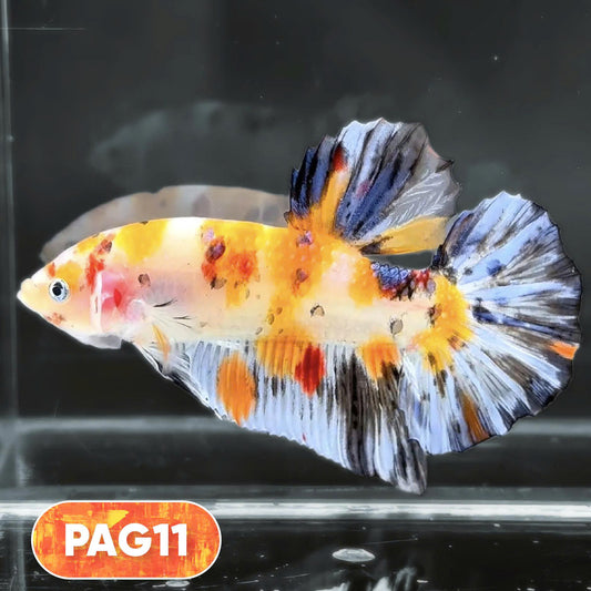 King Giant Plakat Male Betta Fish | You Pick Fish | High Grade