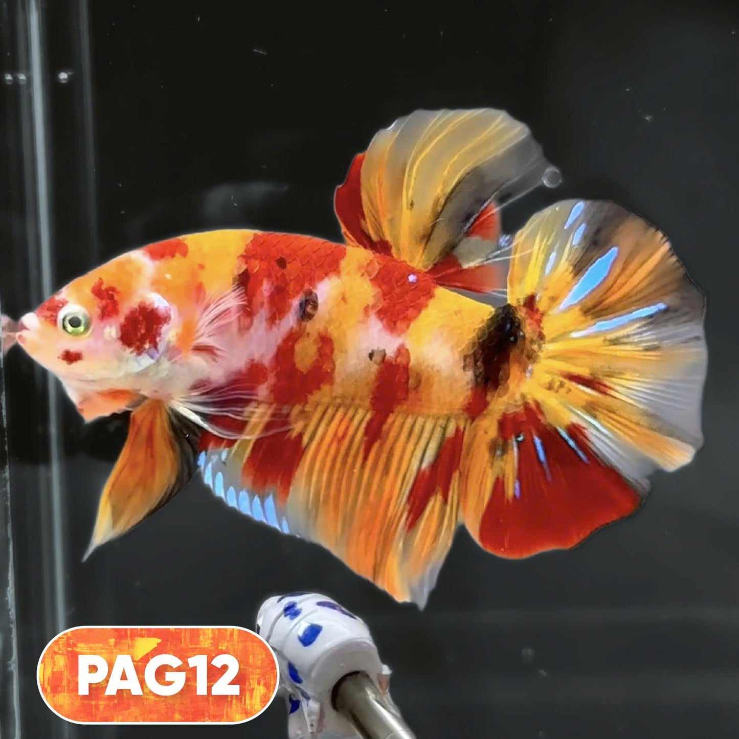 King Giant Plakat Male Betta Fish | You Pick Fish | High Grade