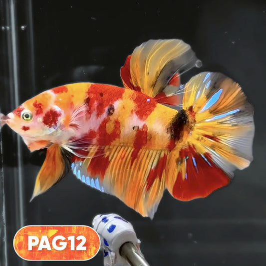 King Giant Plakat Male Betta Fish | You Pick Fish | High Grade
