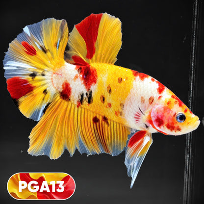 King Giant Plakat Male Betta Fish | You Pick Fish | High Grade