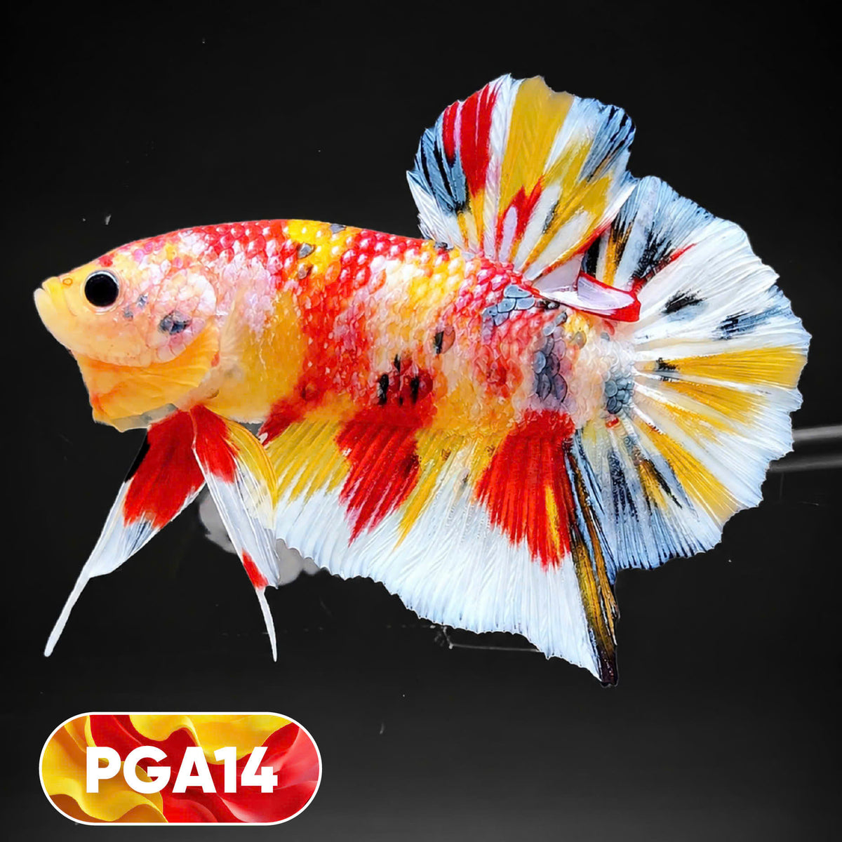 King Giant Plakat Male Betta Fish | You Pick Fish | High Grade