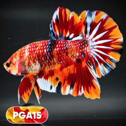 King Giant Plakat Male Betta Fish | You Pick Fish | High Grade